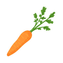 Carrot vegetable fresh veg product, organic farm food production vector illustration. Cartoon healthy orange raw carrot with leaves for vegetarian cuisine isolated on white