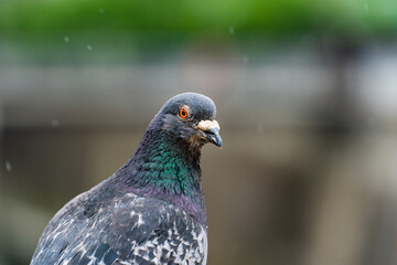 鳩