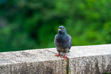 鳩