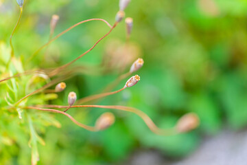 咲いたあと、種子