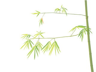 bamboo tree il illustration graphic vector