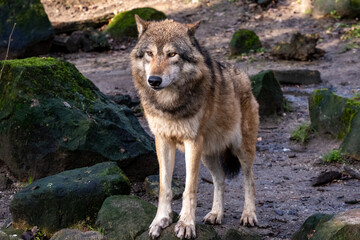 Naklejka na ściany i meble Die Rückkehr und Verbreitung der Wölfe auch in NRW führt auch zu Angst und Verärgerung nicht nur bei Viehhaltern.