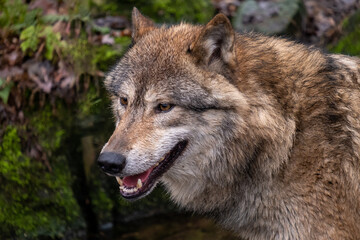 Die Rückkehr und Verbreitung der Wölfe auch in NRW führt auch zu Angst und Verärgerung nicht nur bei Viehhaltern.