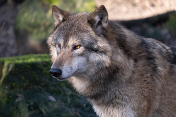 Naklejka na ściany i meble Die Rückkehr und Verbreitung der Wölfe auch in NRW führt auch zu Angst und Verärgerung nicht nur bei Viehhaltern.