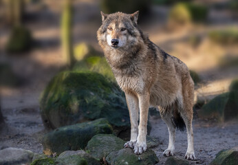 Die Rückkehr und Verbreitung der Wölfe auch in NRW führt auch zu Angst und Verärgerung nicht nur bei Viehhaltern.