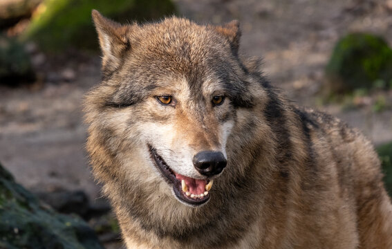 Die Rückkehr und Verbreitung der Wölfe auch in NRW führt auch zu Angst und Verärgerung nicht nur bei Viehhaltern.