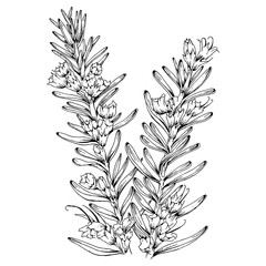 hand drawn illustration of rosemary in engraved style, isolated on white background