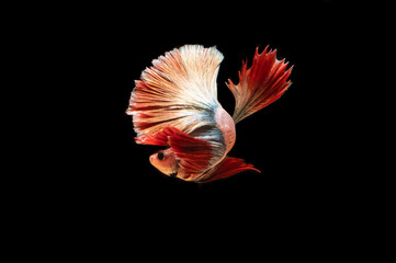 A Thai fighting fish on a black background