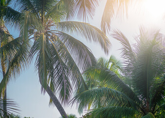Fototapeta na wymiar Palm trees background, sky, sun