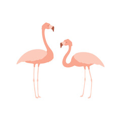 Pink flamingo set, cute tropical birds in pastel colors, vector illustration isolated on white background