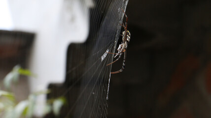 The spider in the middle of the web. Against the backdrop of dim sky