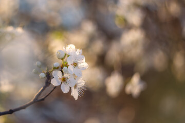 A branch with a plum blossom on blurred background with copy space. Spring background.