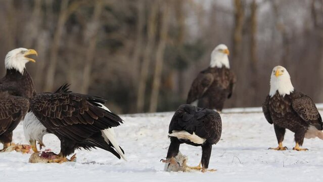 a small group of bald eagles standing in a field