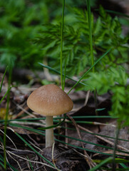Forest mushrooms. The fungus grows in the forest in the grass