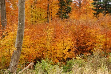 Natural regeneration in the beech forest in the mountains. The Carpathians, Poland.