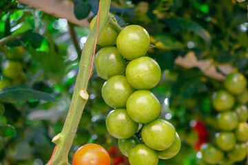 Tomatoes in a greenhouse on a hydroponic system with drip irrigation