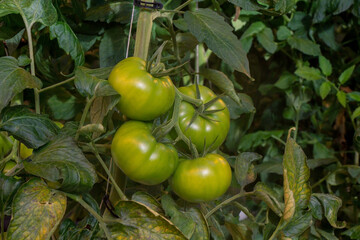 Tomatoes in a greenhouse on a hydroponic system with drip irrigation