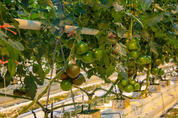 Tomatoes in a greenhouse on a hydroponic system with drip irrigation