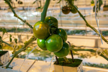 Tomatoes in a greenhouse on a hydroponic system with drip irrigation
