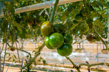 Tomatoes in a greenhouse on a hydroponic system with drip irrigation