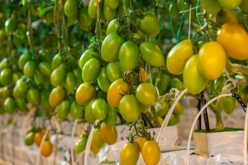 Tomatoes in a greenhouse on a hydroponic system with drip irrigation