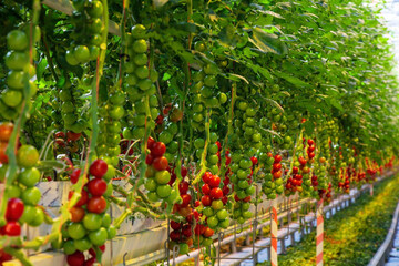 Tomatoes in a greenhouse on a hydroponic system with drip irrigation