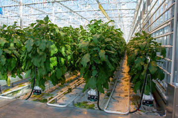 Eggplant in a greenhouse on a hydroponic system with drip irrigation