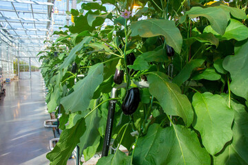 Eggplant in a greenhouse on a hydroponic system with drip irrigation