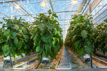 Eggplant in a greenhouse on a hydroponic system with drip irrigation