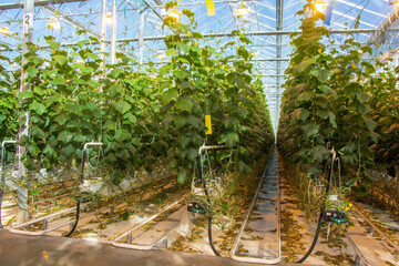 Cucumber in a greenhouse on a hydroponic system with drip irrigation