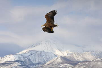 知床半島の流氷とオジロワシ（北海道羅臼沖）
