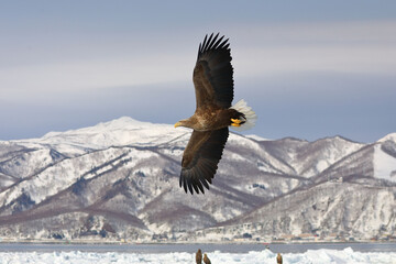知床半島の流氷とオジロワシ（北海道羅臼沖） © Shiretoko Dream