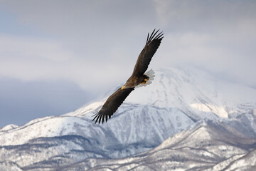 知床半島の流氷とオジロワシ（北海道羅臼沖）
