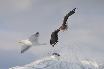 知床半島の流氷とオジロワシ（北海道羅臼沖）