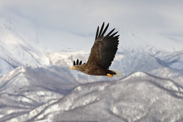 知床半島の流氷とオジロワシ（北海道羅臼沖） © Shiretoko Dream