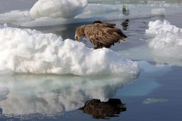 知床半島の流氷とオジロワシ（北海道羅臼沖） © Shiretoko Dream
