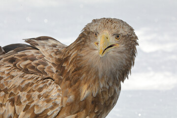 知床半島の流氷とオジロワシ（北海道羅臼沖）