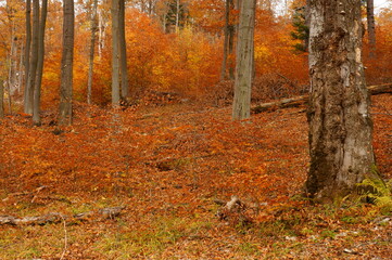 Natural regeneration in the beech forest in the mountains. The Carpathians, Poland.