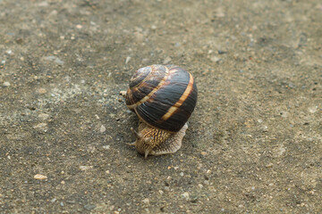 A large brown snail with horns on concrete. Roman, Burgundian or escargot snail. Close-up.