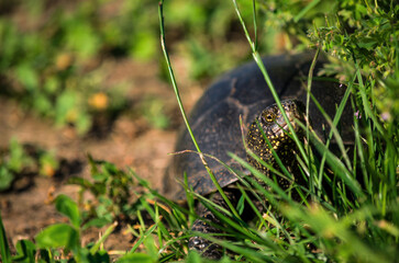 the turtle makes its way to freedom