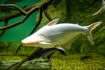 Predatory fish pangasius in natural habitat (Pangasianodon hypophthalmus)