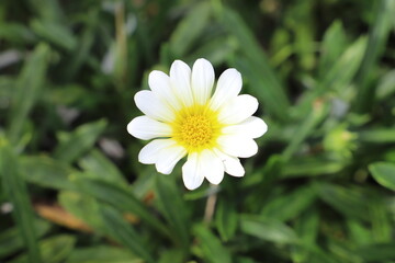 日本の初秋の庭に咲く白いガザニアの花