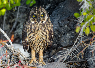 Galapagos Short Eared Owl
