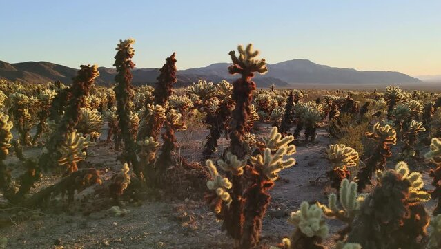 Cholla Cactus Garden in Joshua Tree National Park Morning