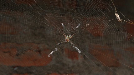 The spider in the middle of the web. Against the backdrop of dim background