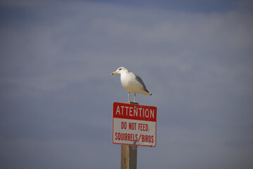 Seagull perched on a warning sign