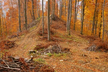 An area in the forest prepared for the natural or artificial regeneration. The Carpathian Mountains, Poland.