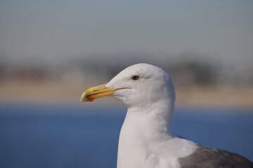 Portrait of seagull head