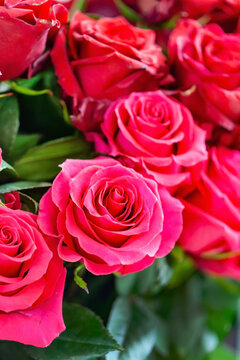 fresh roses for Valentine Day