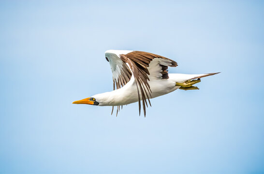 Nazca Booby